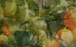 MENU_Fragrances_OlfactoryFamilies