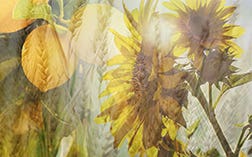 MENU_Fragranze_Sensazioni_1